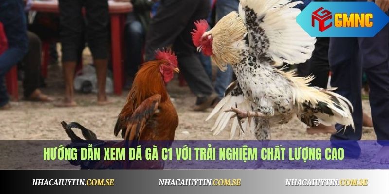 Hướng dẫn xem đá gà C1 với trải nghiệm chất lượng cao