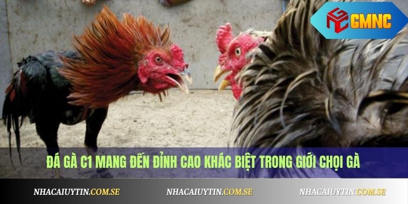 Đá gà C1 mang đến đỉnh cao khác biệt trong giới chọi gà