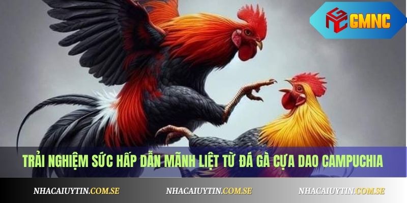 Trải nghiệm sức hấp dẫn mãnh liệt từ đá gà cựa dao Campuchia