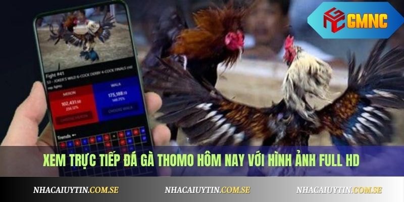 Xem trực tiếp đá gà Thomo hôm nay với hình ảnh Full HD