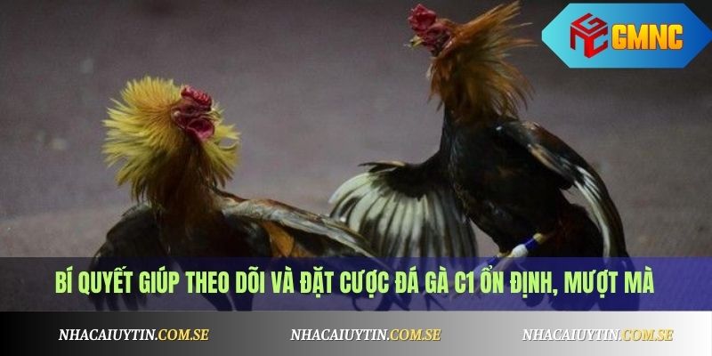 Bí quyết giúp theo dõi và đặt cược đá gà C1 ổn định, mượt mà