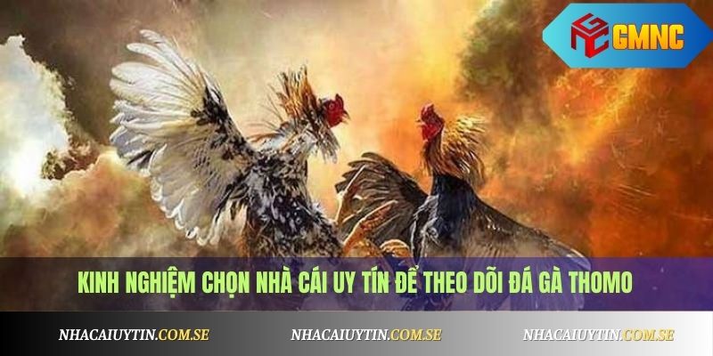 Kinh nghiệm chọn nhà cái uy tín để theo dõi đá gà Thomo