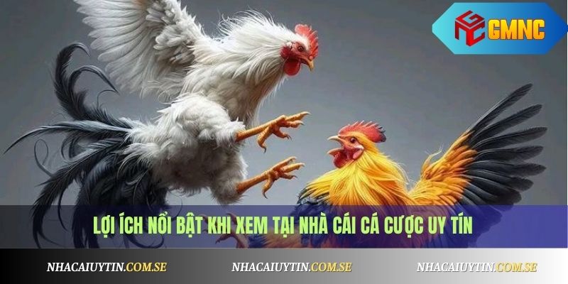 Lợi ích nổi bật khi xem tại nhà cái cá cược uy tín